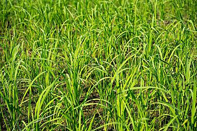 EA 2023财年Q1财报：F1和FIFA表现超预期 双轮驱动增长